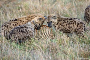 Spotted Hyena clan