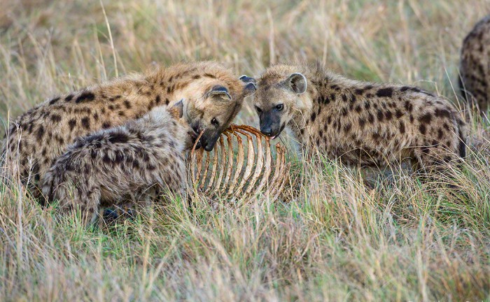 Spotted Hyena clan