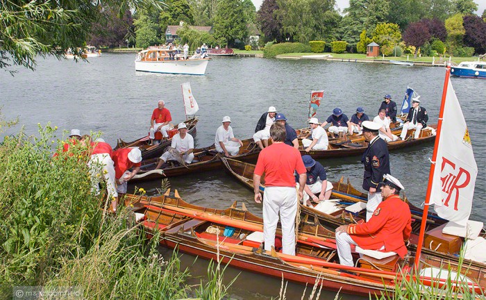 Swan upping on the Thames