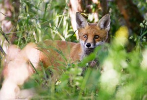 Picture of a Red Fox