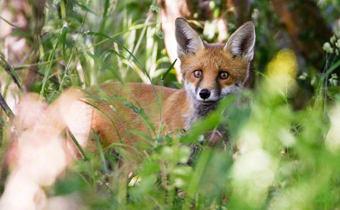 Picture of a Red Fox