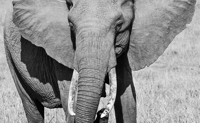 African Elephant