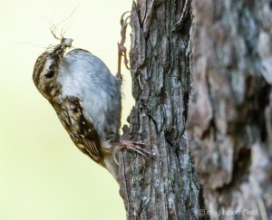 A Treecreeper bird with food in its beak