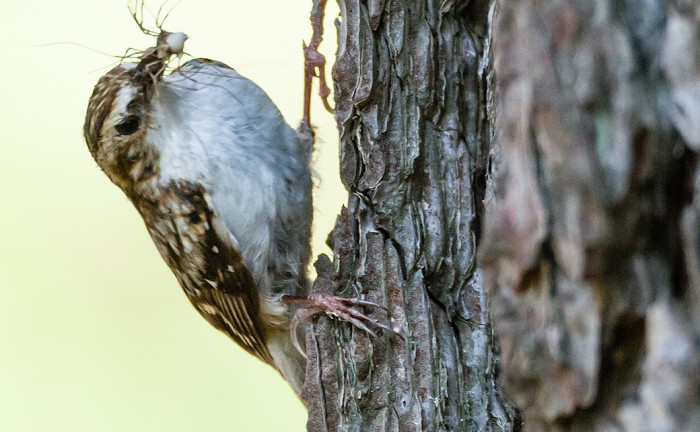 A Treecreeper bird with food in its beak