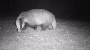 IR picture of a Badger in a garden