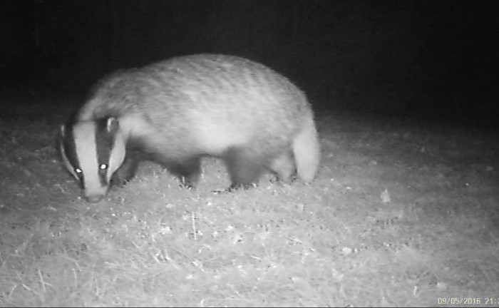 IR picture of a Badger in a garden