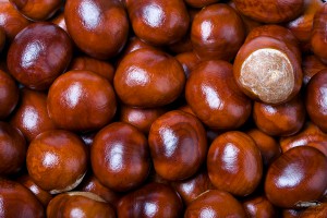 Horse Chestnut seeds or conkers