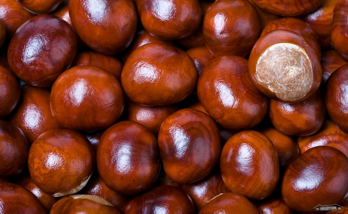Horse Chestnut seeds or conkers