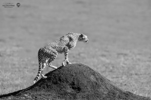 Cheetah standing