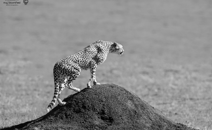 Cheetah standing