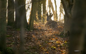 picture of Roe Deer