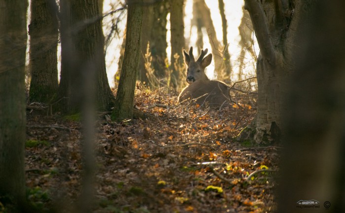 picture of Roe Deer