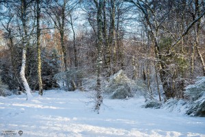 Snow in our garden on the 14 January 2017 in the Scottish Highlands