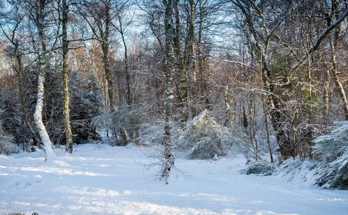 Snow in our garden on the 14 January 2017 in the Scottish Highlands