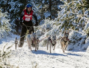 Sled dog race competitor