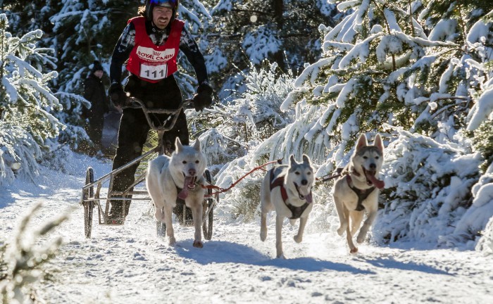 Sled dog race competitor