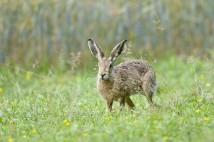 Brown or European Hare