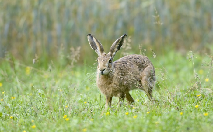 Brown or European Hare