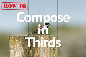 Title photograph How To compose in thirds