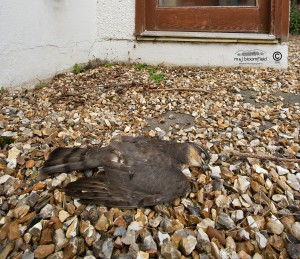 Dead male Sparrowhawk Accipiter nisus.