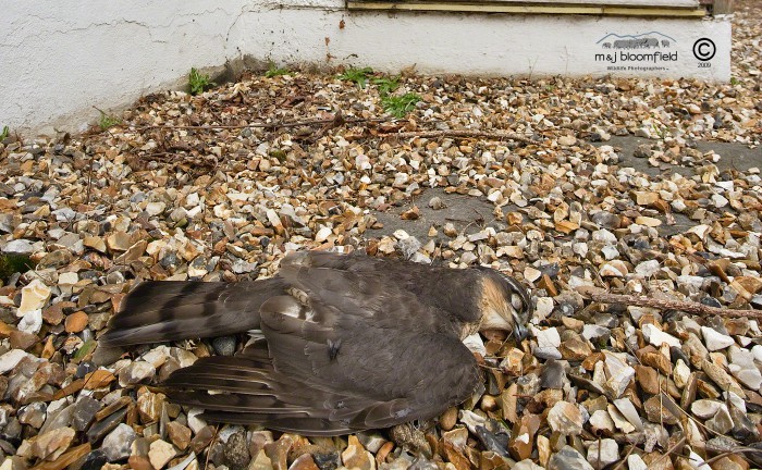 Dead male Sparrowhawk Accipiter nisus.