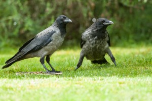 Carrion and Hooded Crow hybrids