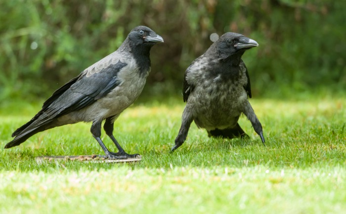 Carrion and Hooded Crow hybrids
