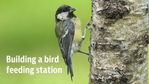 Building a bird feeding station