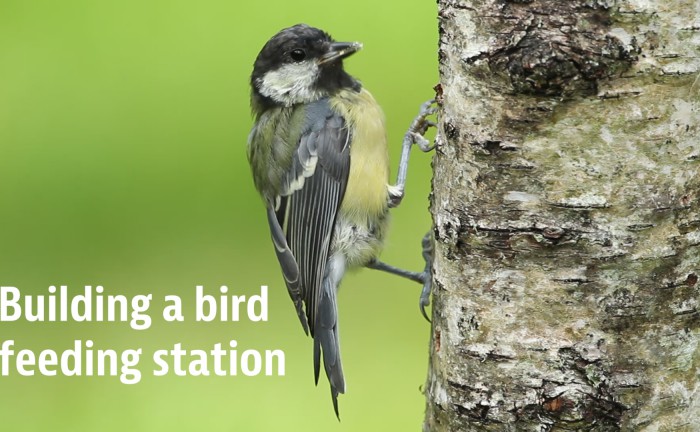 Building a bird feeding station