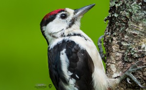 Great spotted woodpecker