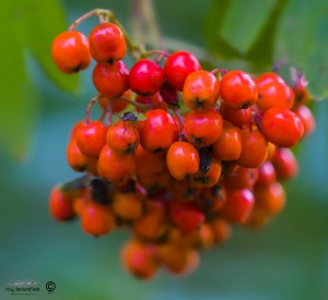 Red Rowan berries