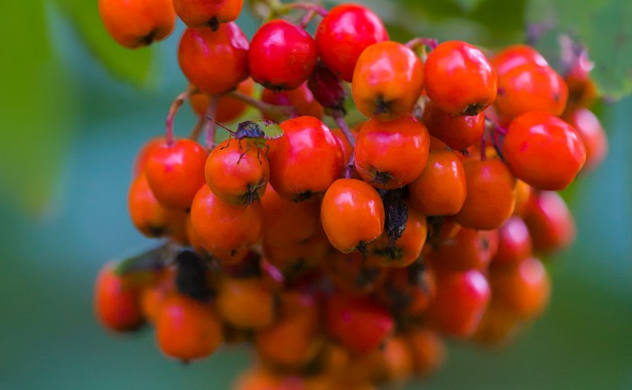 Red Rowan berries