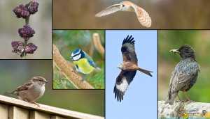 6 pictures of birds and trees