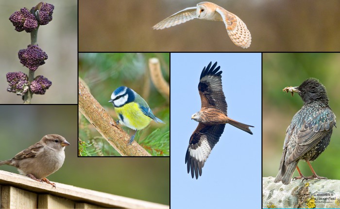 6 pictures of birds and trees