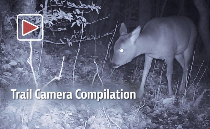 Still frame from Trail Camera compilation video 2017