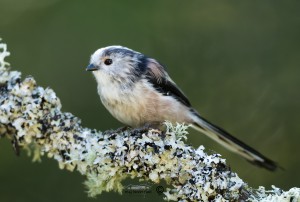 Long-tailed Tits Aegithalos caudatus on branch looking left