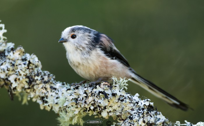 Long-tailed Tits Aegithalos caudatus on branch looking left