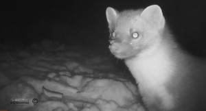 Close up still of a Pine Marten