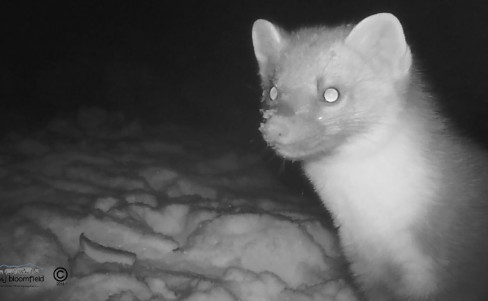 Close up still of a Pine Marten