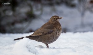 Female Blackbird Turdus merula