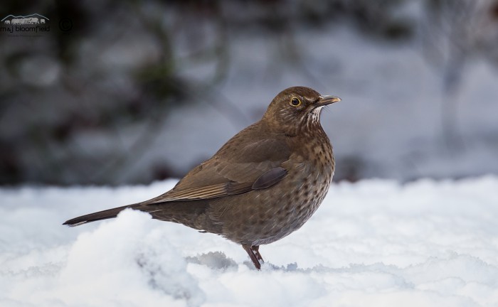 Female Blackbird Turdus merula