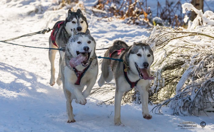 Siberian Husky in snow