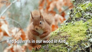 Red Squirrel sitting in a Birch tree