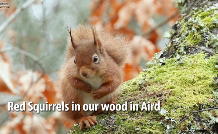 Red Squirrel sitting in a Birch tree