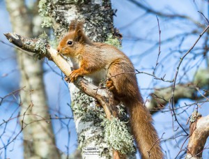 Red Squirrel in a tree