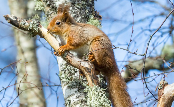 Red Squirrel in a tree