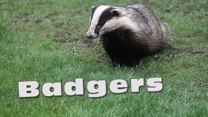 Video about Badgers that visit our garden