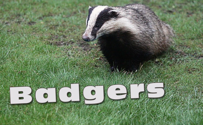 Video about Badgers that visit our garden