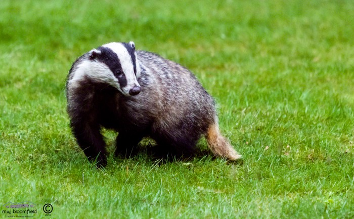 Alert male Badger