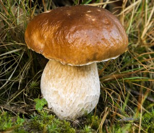 Penny-bun mushroom